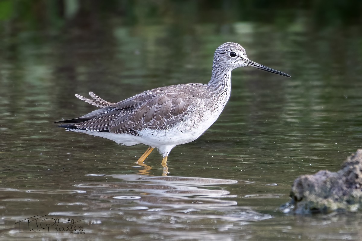 Greater Yellowlegs - ML401084711