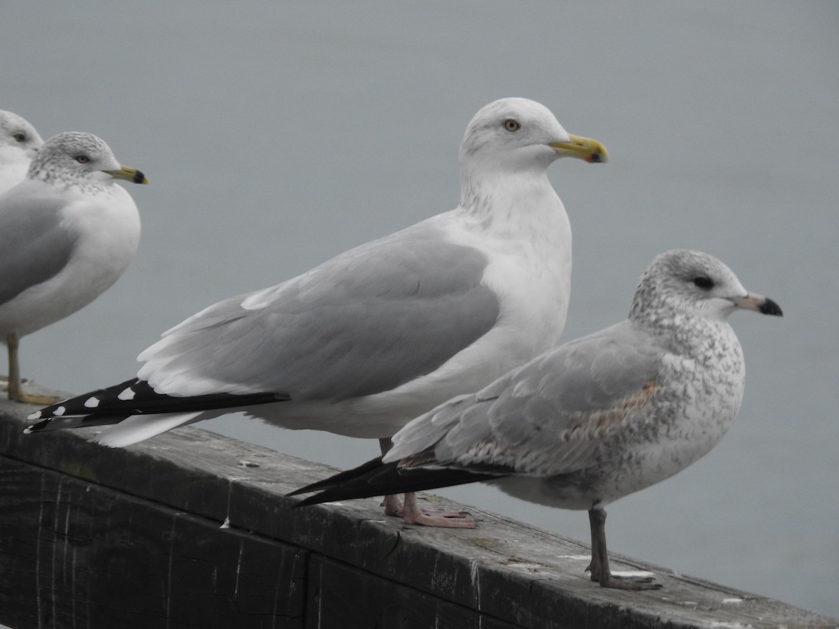 Herring Gull - ML401087341