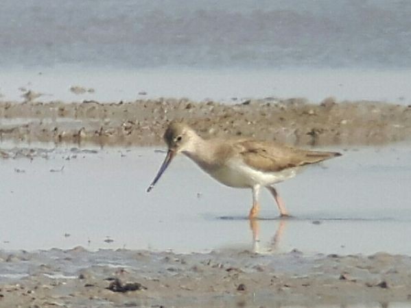 Terek Sandpiper - ML401087851