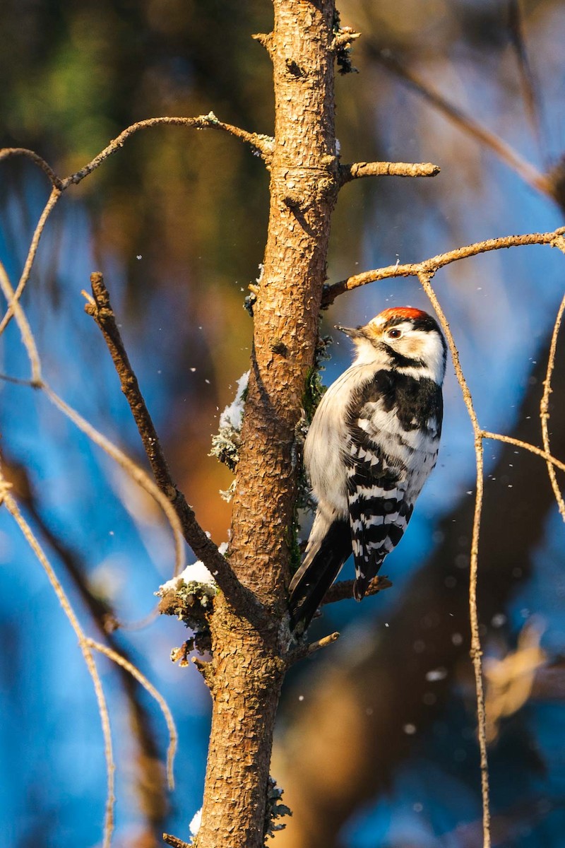 Lesser Spotted Woodpecker - ML401088531