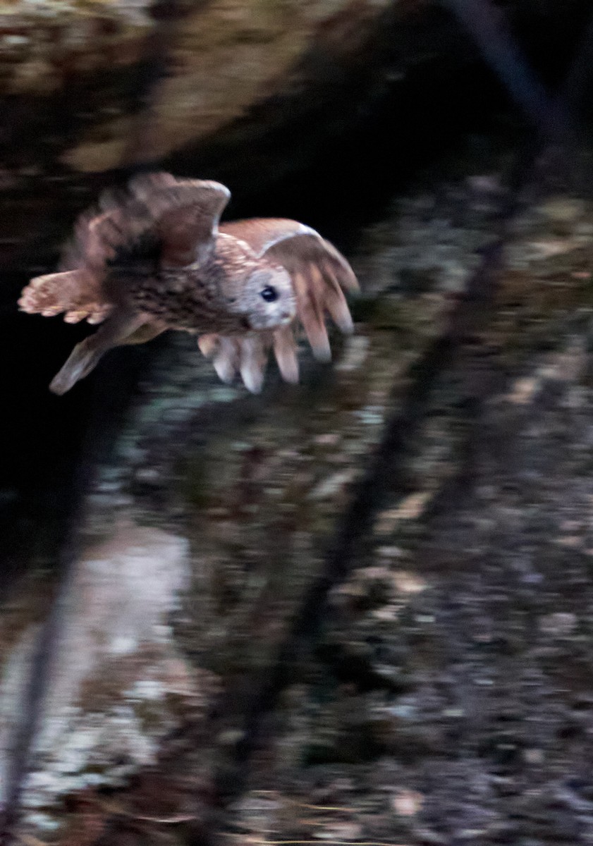 Tawny Owl - ML401089351