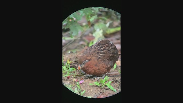 Chestnut Wood-Quail - ML401089381