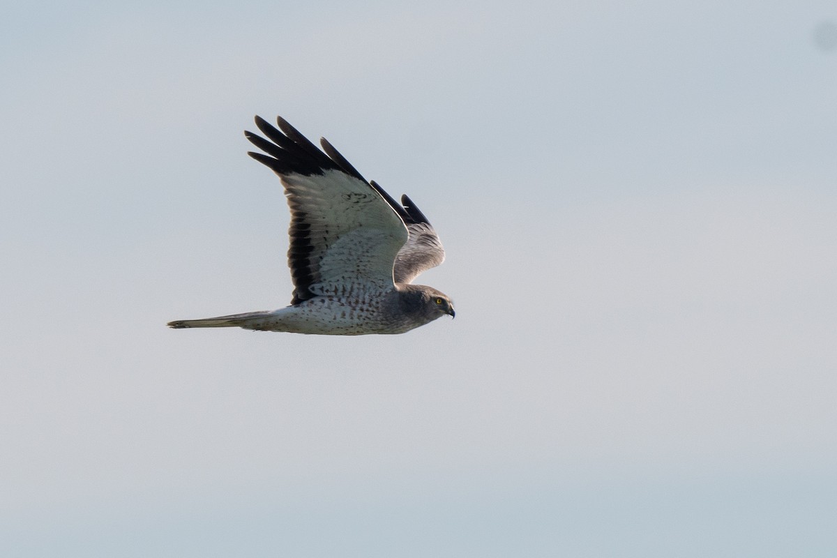 Northern Harrier - Susan Teefy