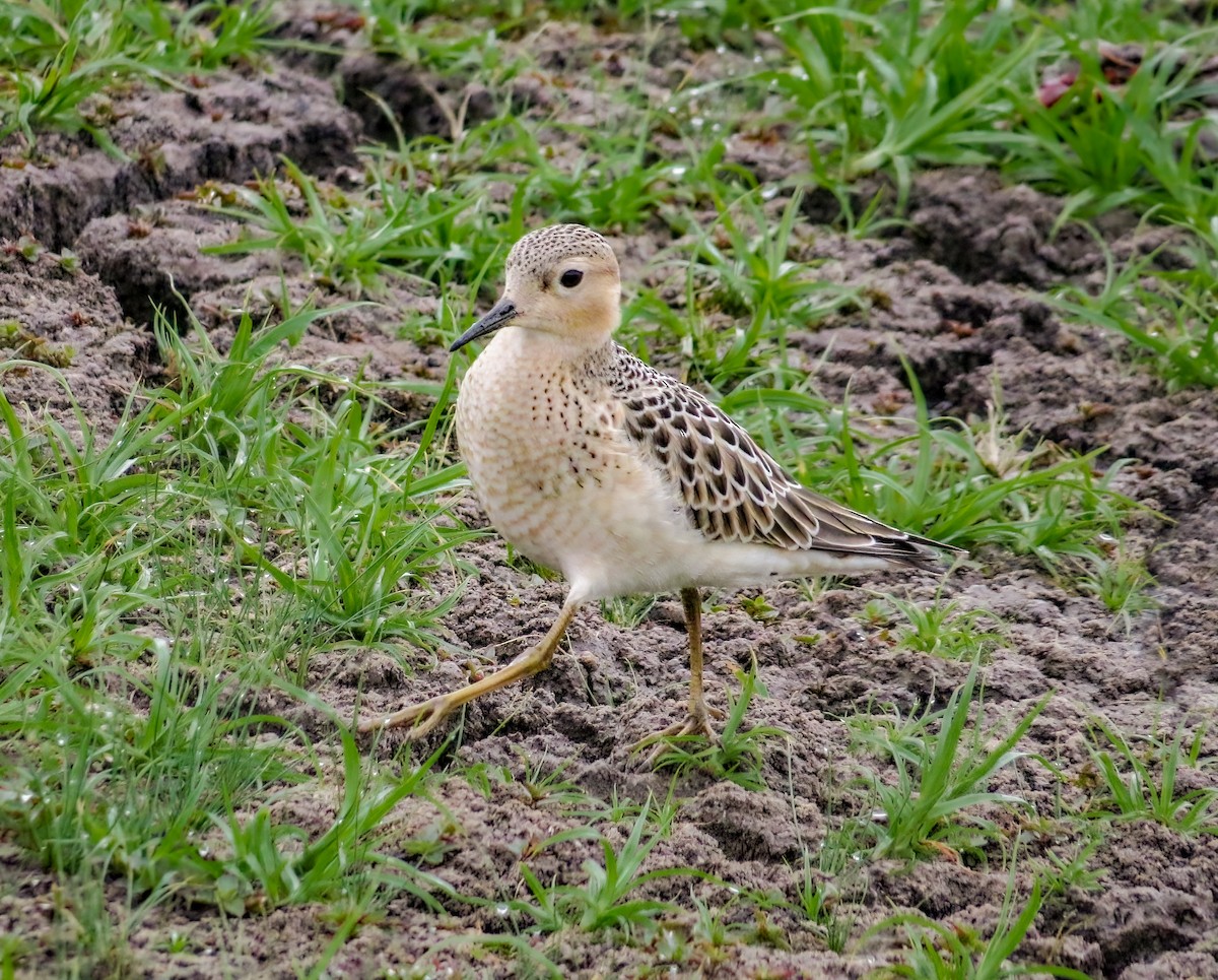 Buff-breasted Sandpiper - ML401093441