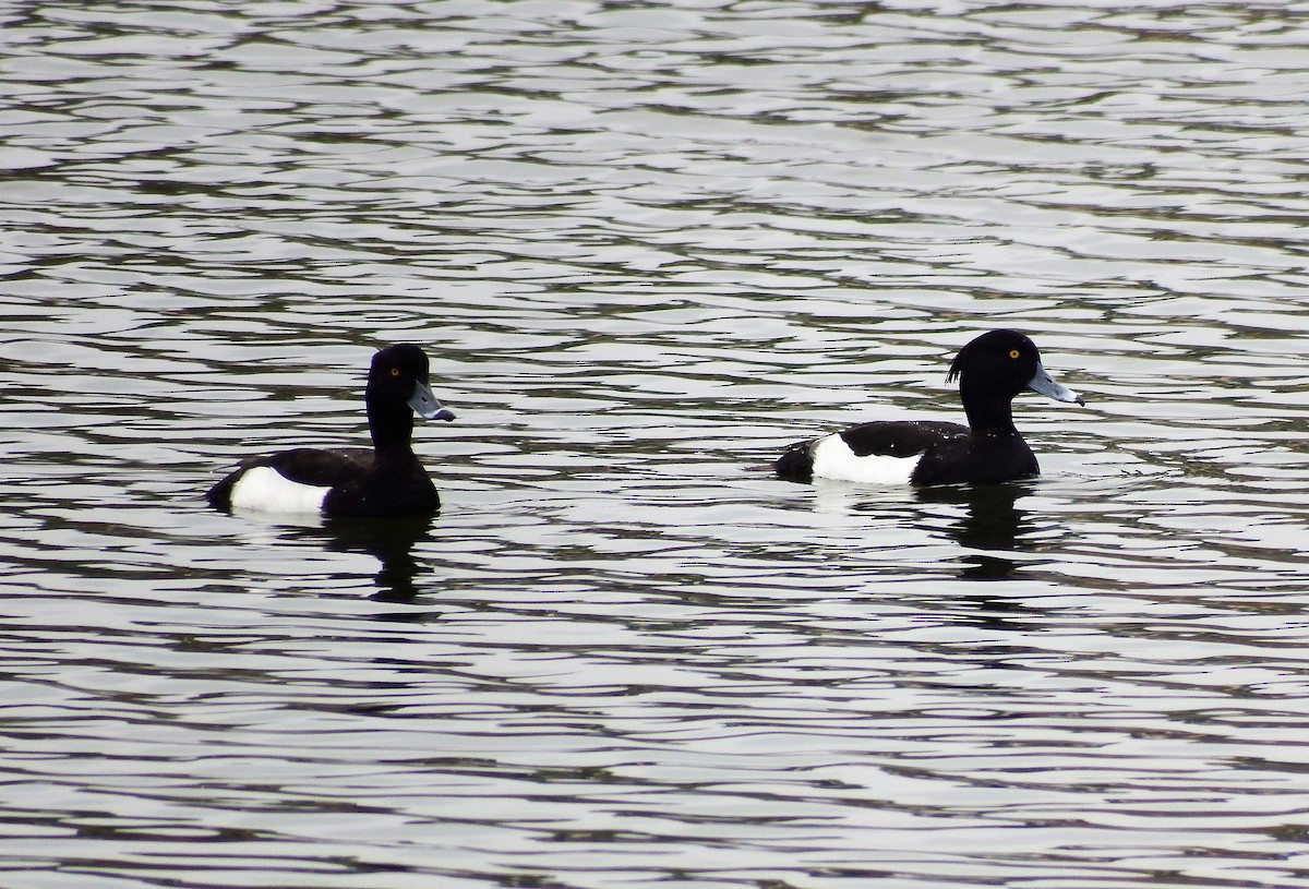 Tufted Duck - ML401093751