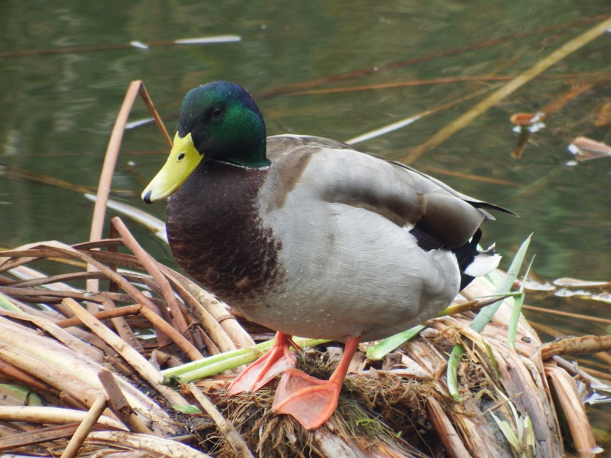 Mallard - Ricardo Saldanha