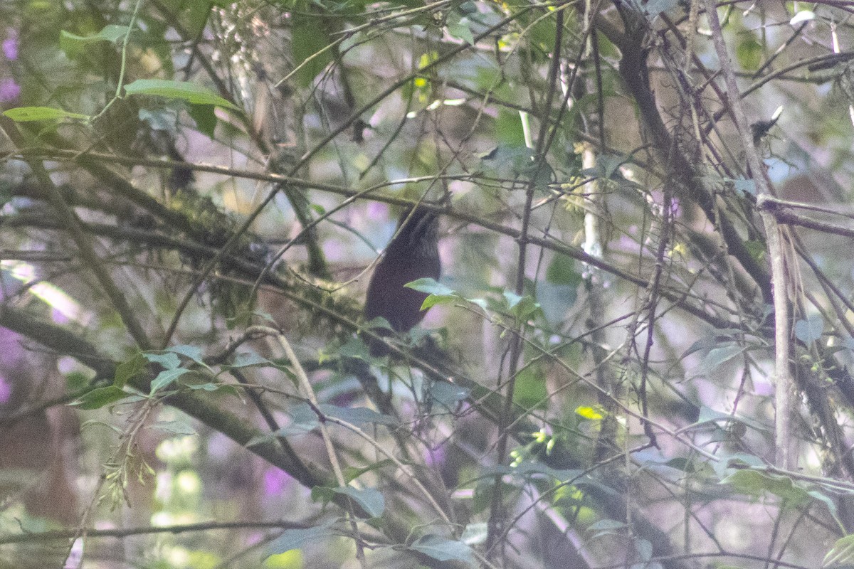 Gray-breasted Wood-Wren (Central American) - Sergio Leyva