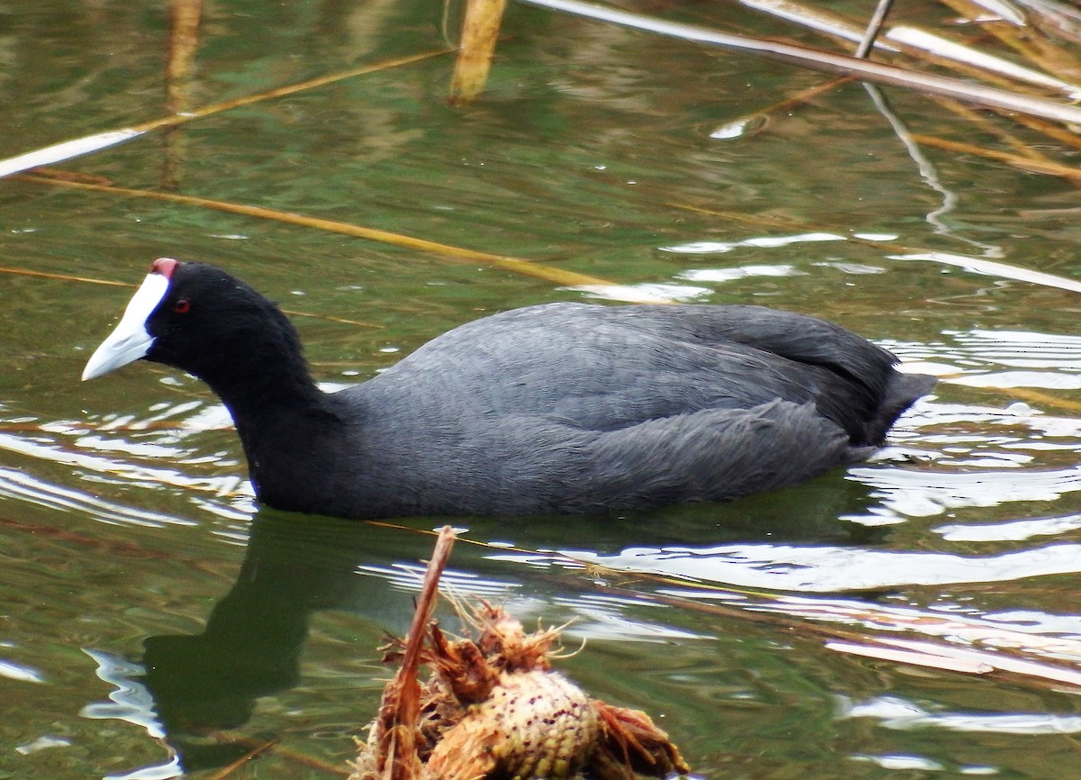 Red-knobbed Coot - ML401094021