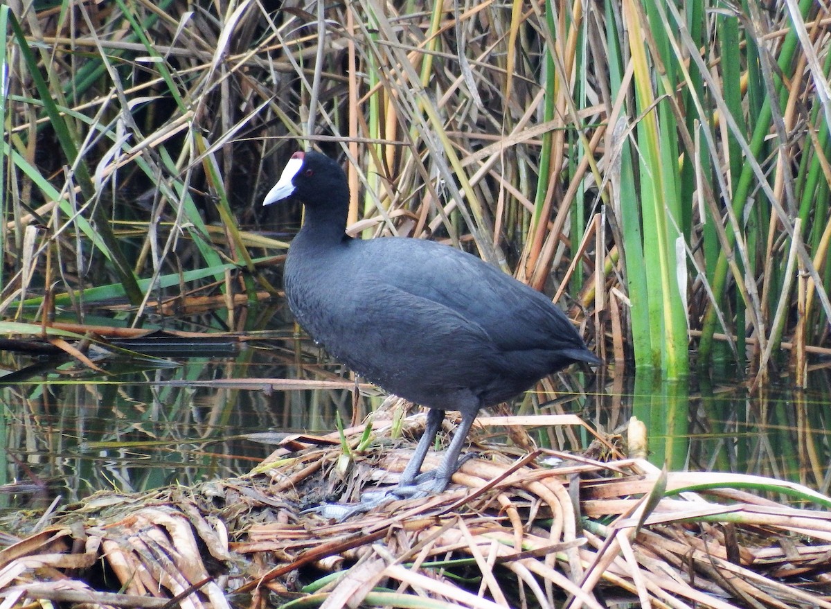 Red-knobbed Coot - ML401094211