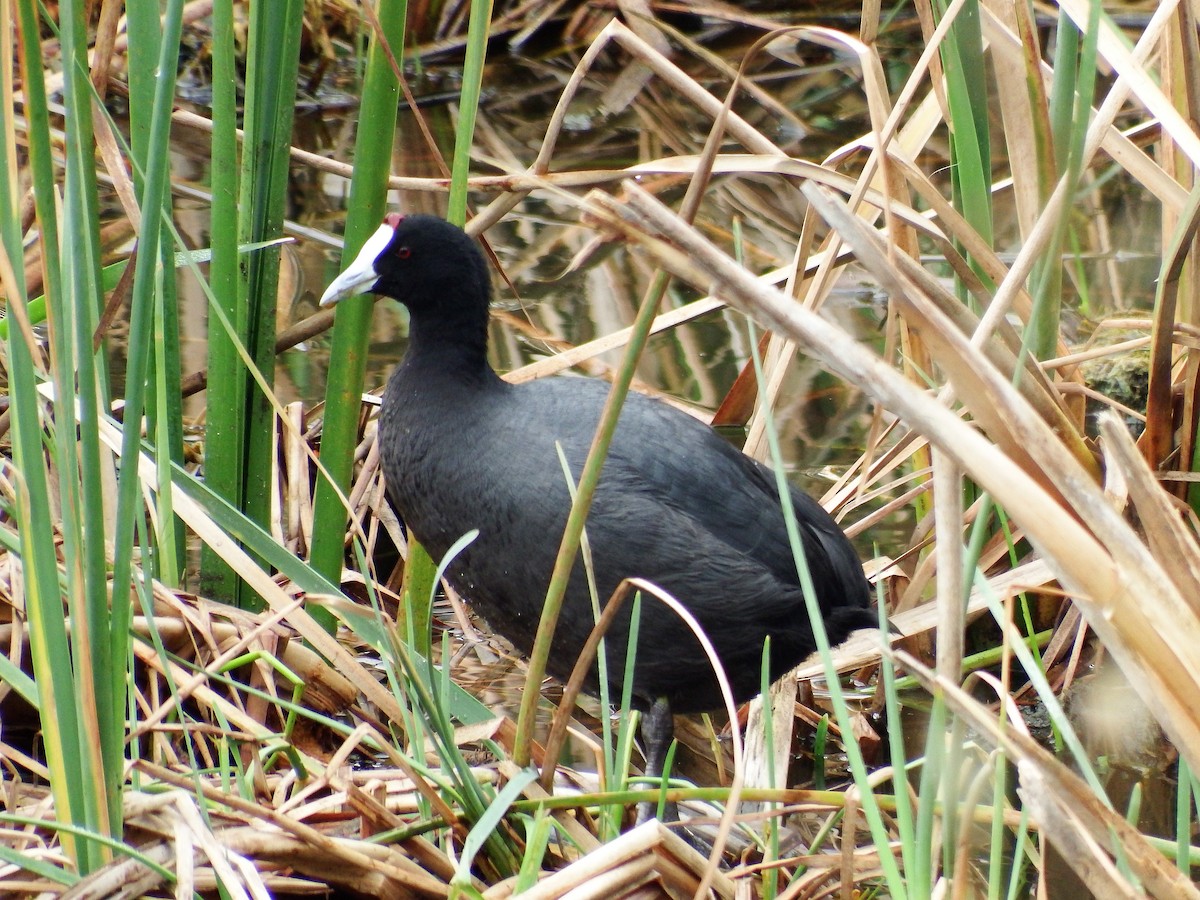 Red-knobbed Coot - ML401094331