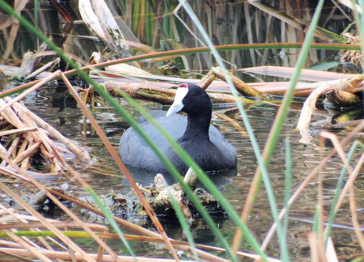 Red-knobbed Coot - ML401094451
