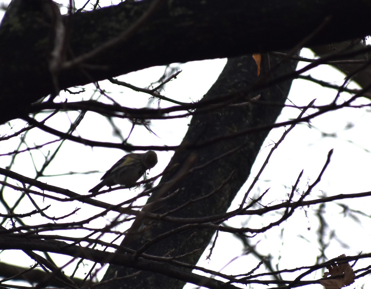 Yellow-rumped Warbler (Myrtle) - ML401094501