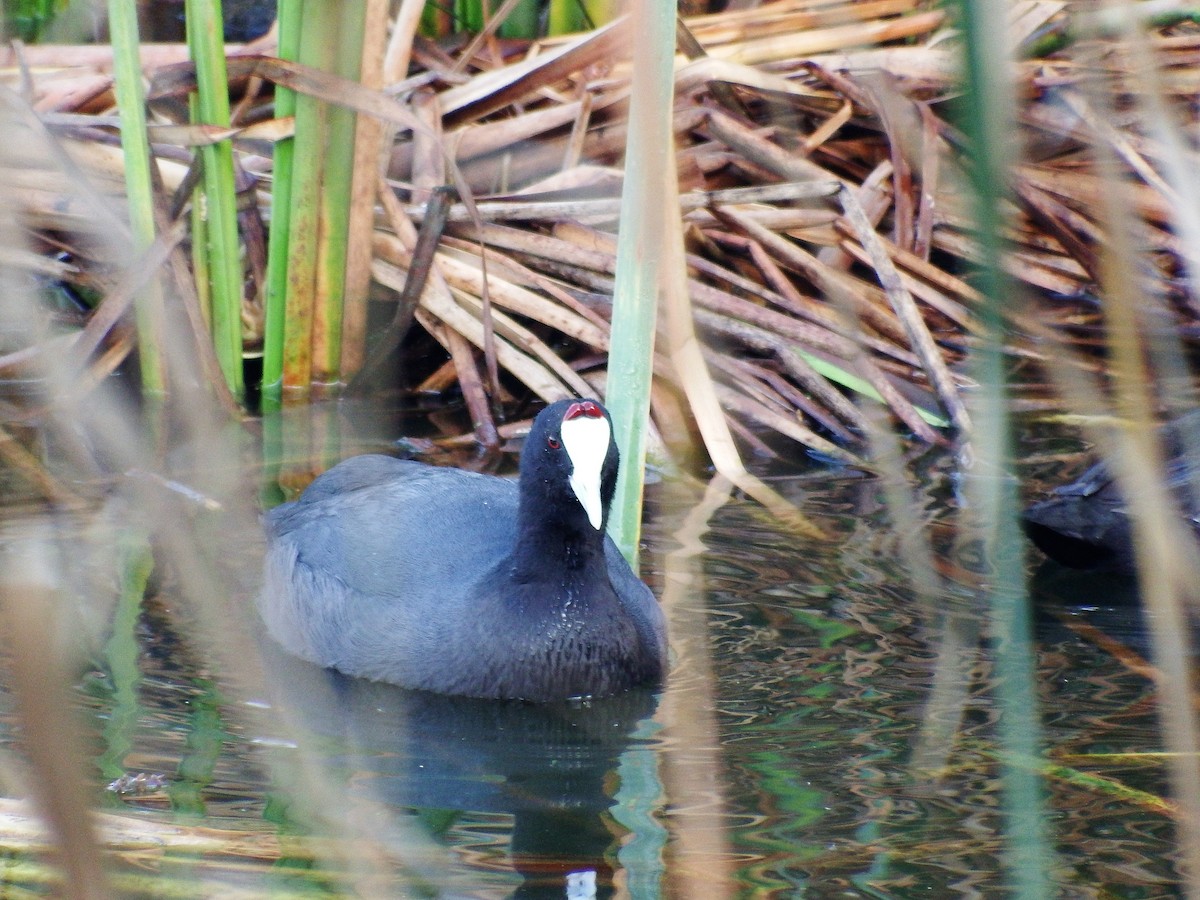 Red-knobbed Coot - ML401094531