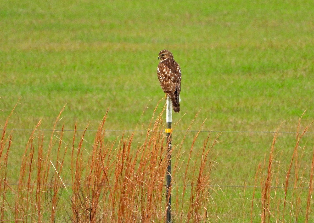 Red-shouldered Hawk - ML401095581