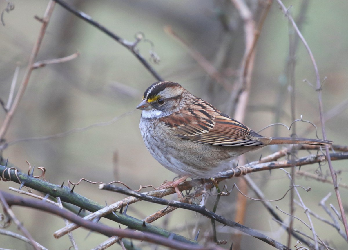 White-throated Sparrow - Aaron Graham