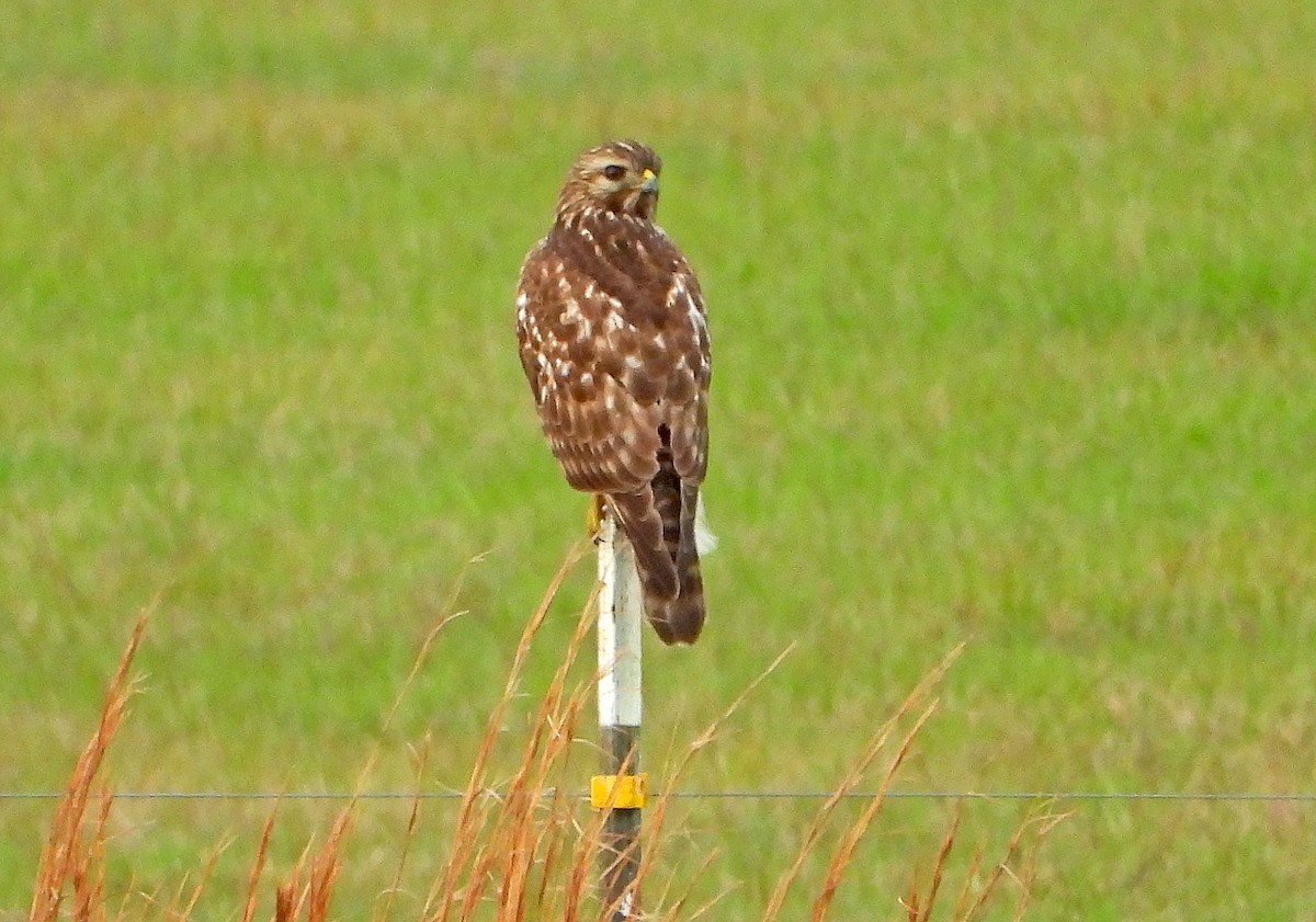 Red-shouldered Hawk - James R. Hill, III