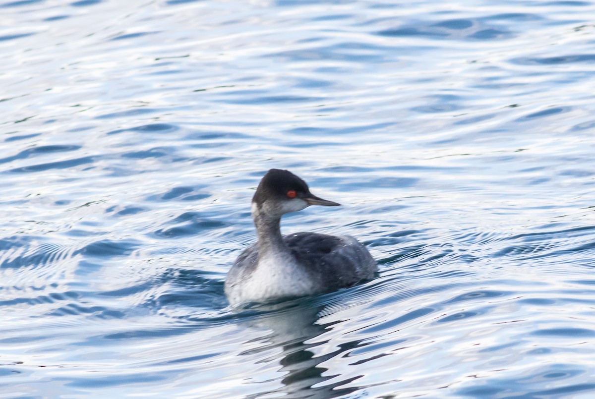 Eared Grebe - ML401098311