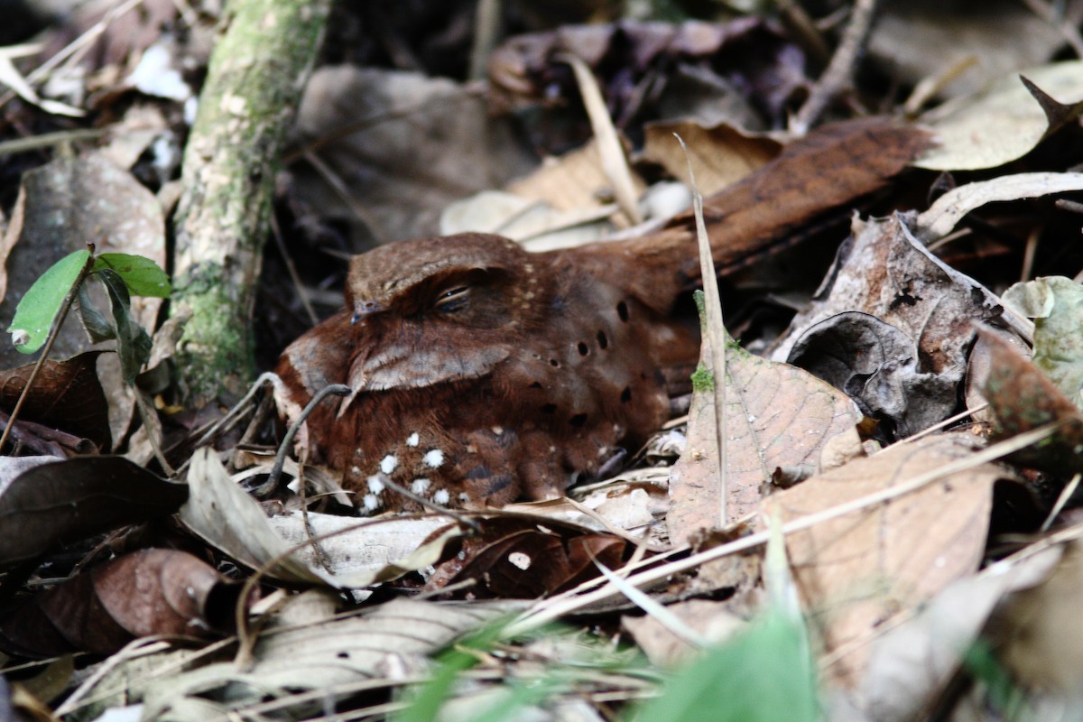 Ocellated Poorwill - William Price