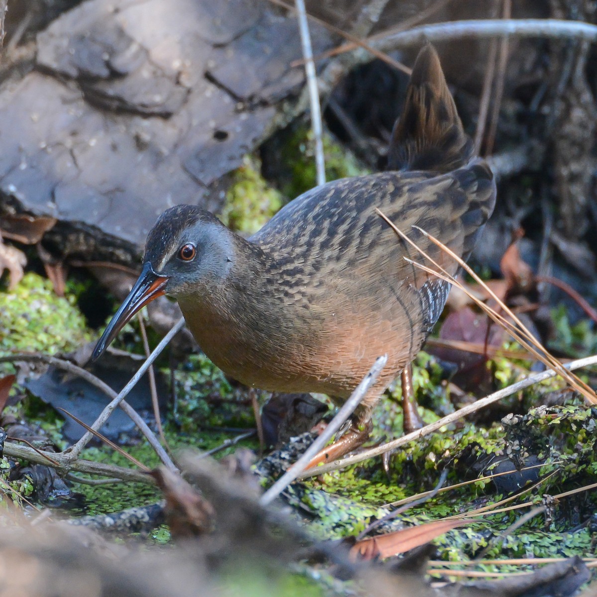 Virginia Rail - ML40110021