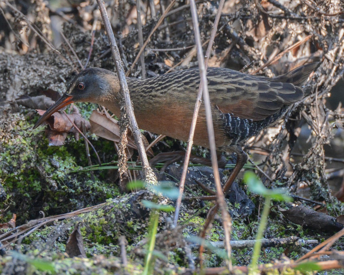 Virginia Rail - ML40110031