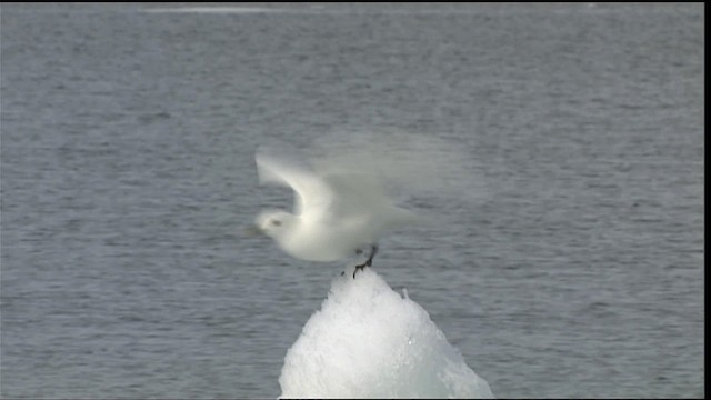 Ivory Gull - ML401101