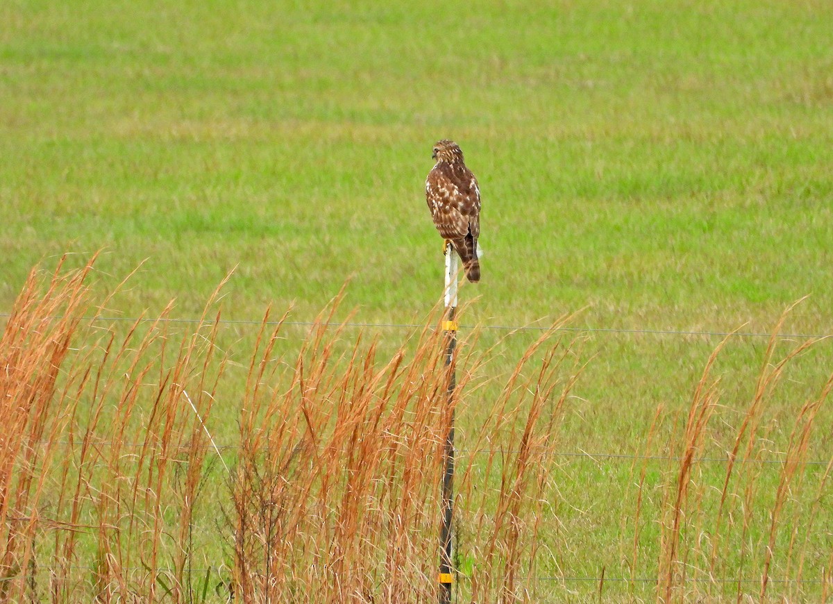 Red-shouldered Hawk - James R. Hill, III