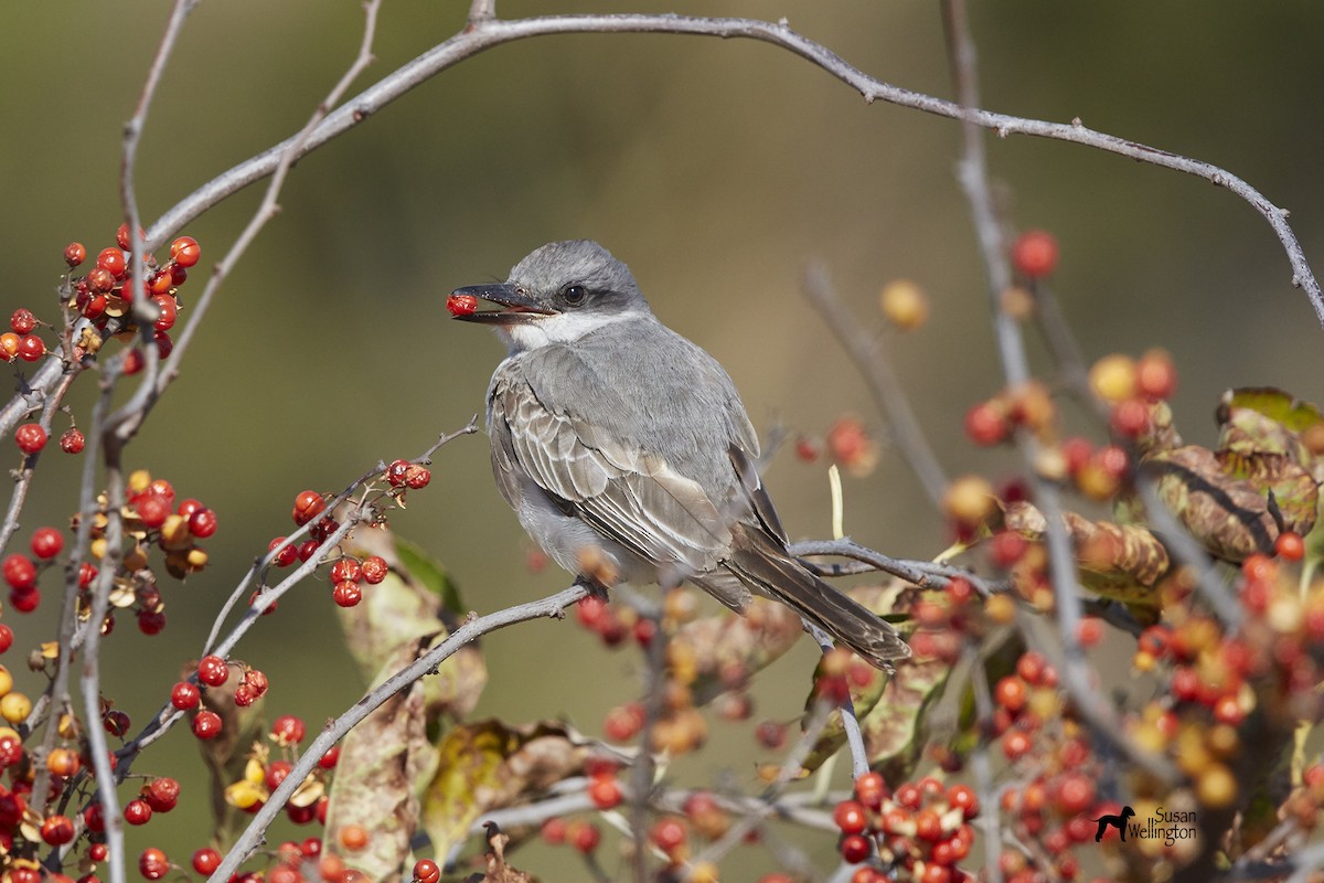 Gray Kingbird - ML40110151