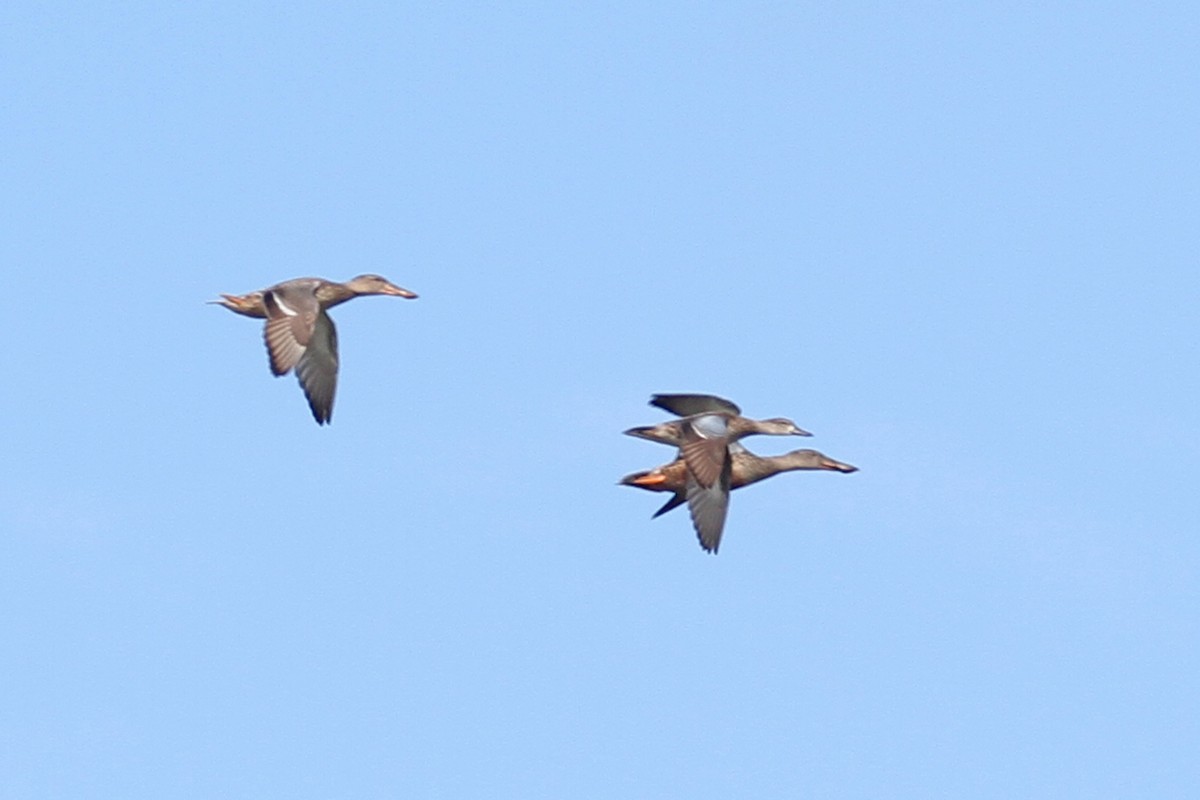 Blue-winged Teal - Geoffrey A. Williamson