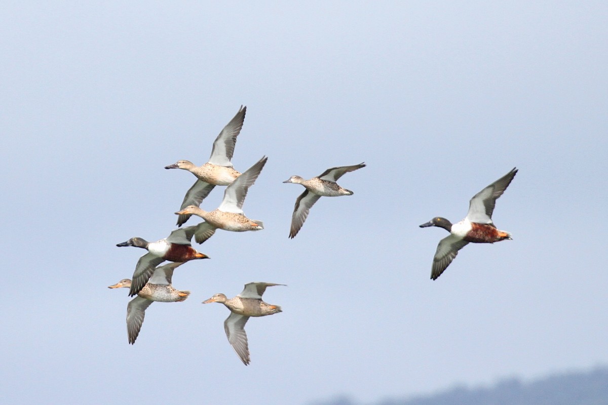 Blue-winged Teal - Geoffrey A. Williamson