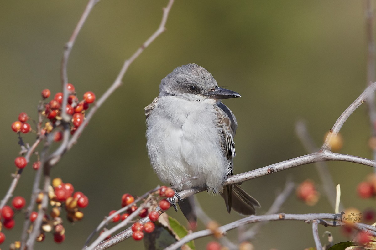 Gray Kingbird - ML40110331