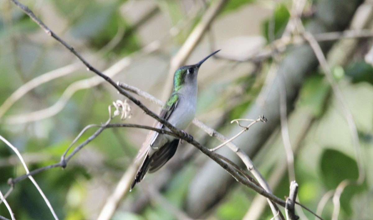 Wedge-tailed Sabrewing - ML401103831