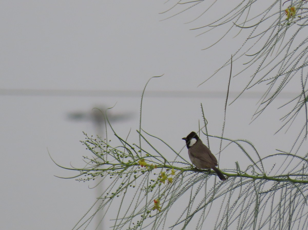 White-eared Bulbul - ML401104621