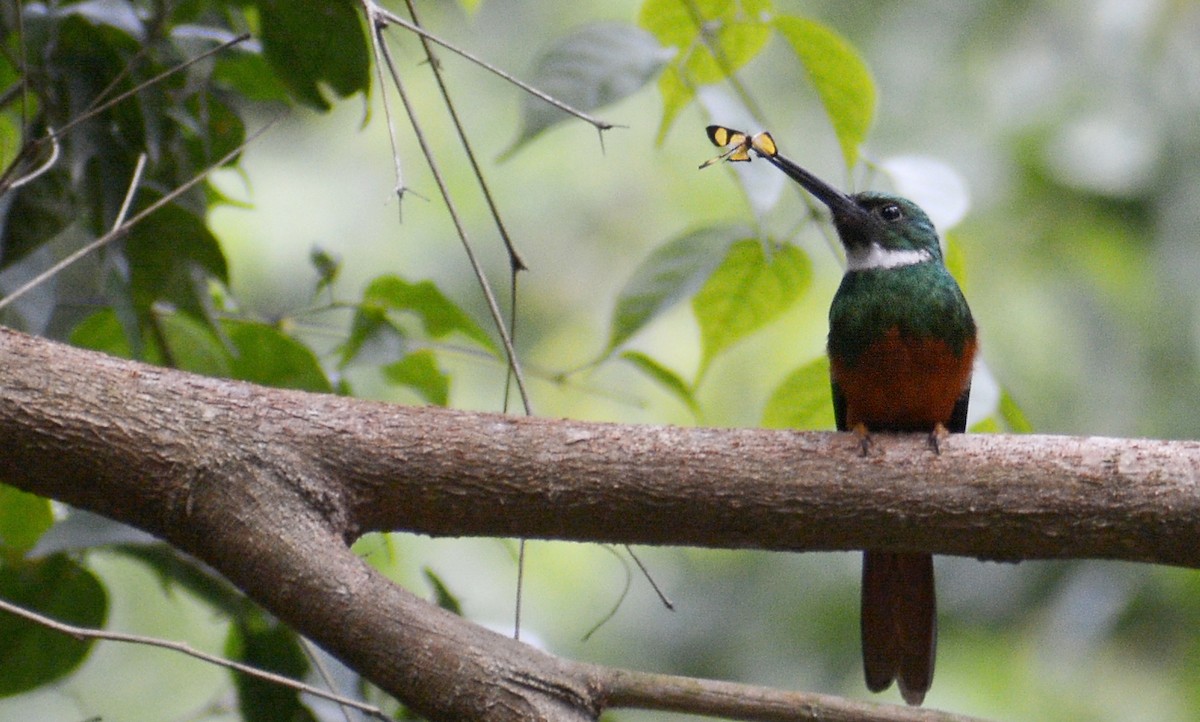 Jacamar à queue rousse - ML401106401