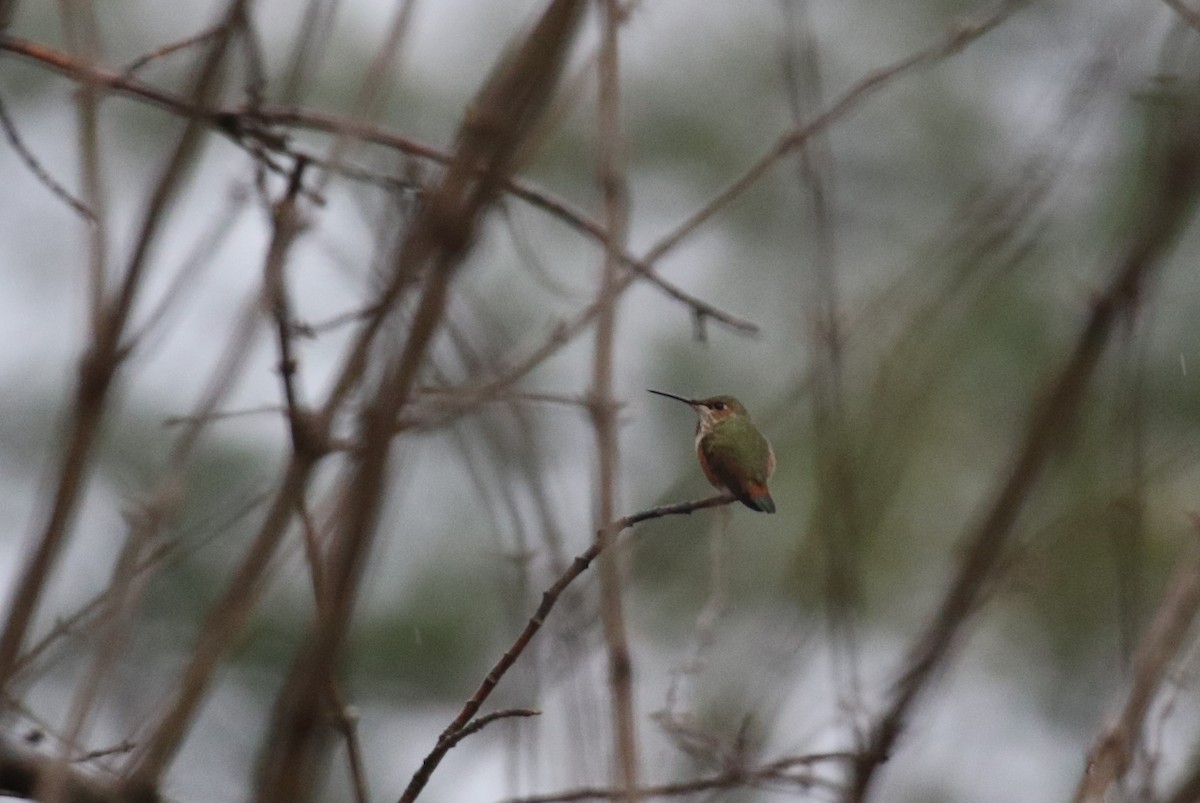 Allen's Hummingbird - ML401107521