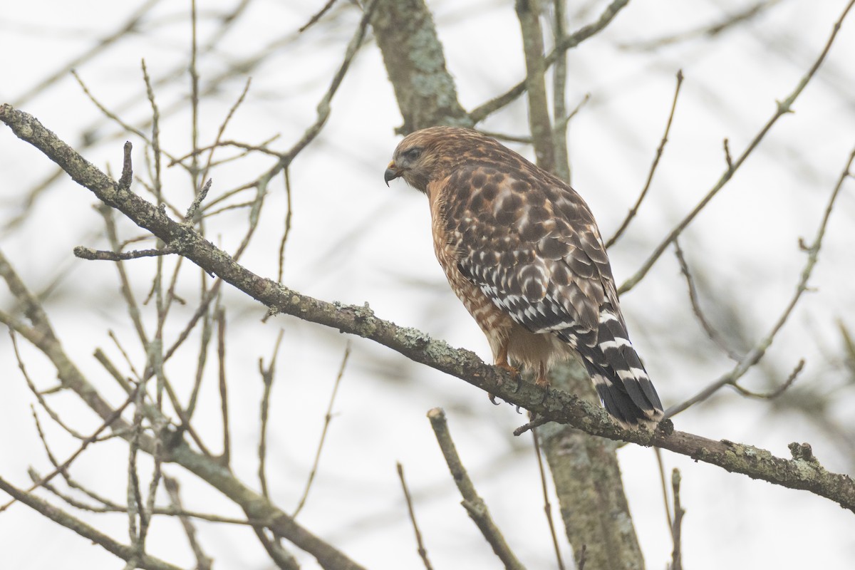 Red-shouldered Hawk - ML401109491