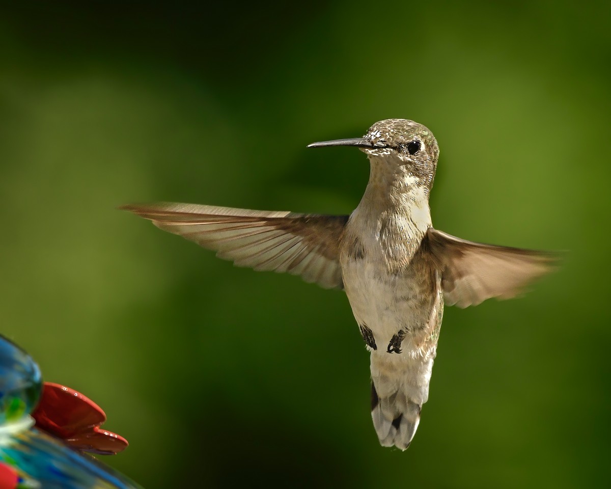 Ruby-throated Hummingbird - ML401110961