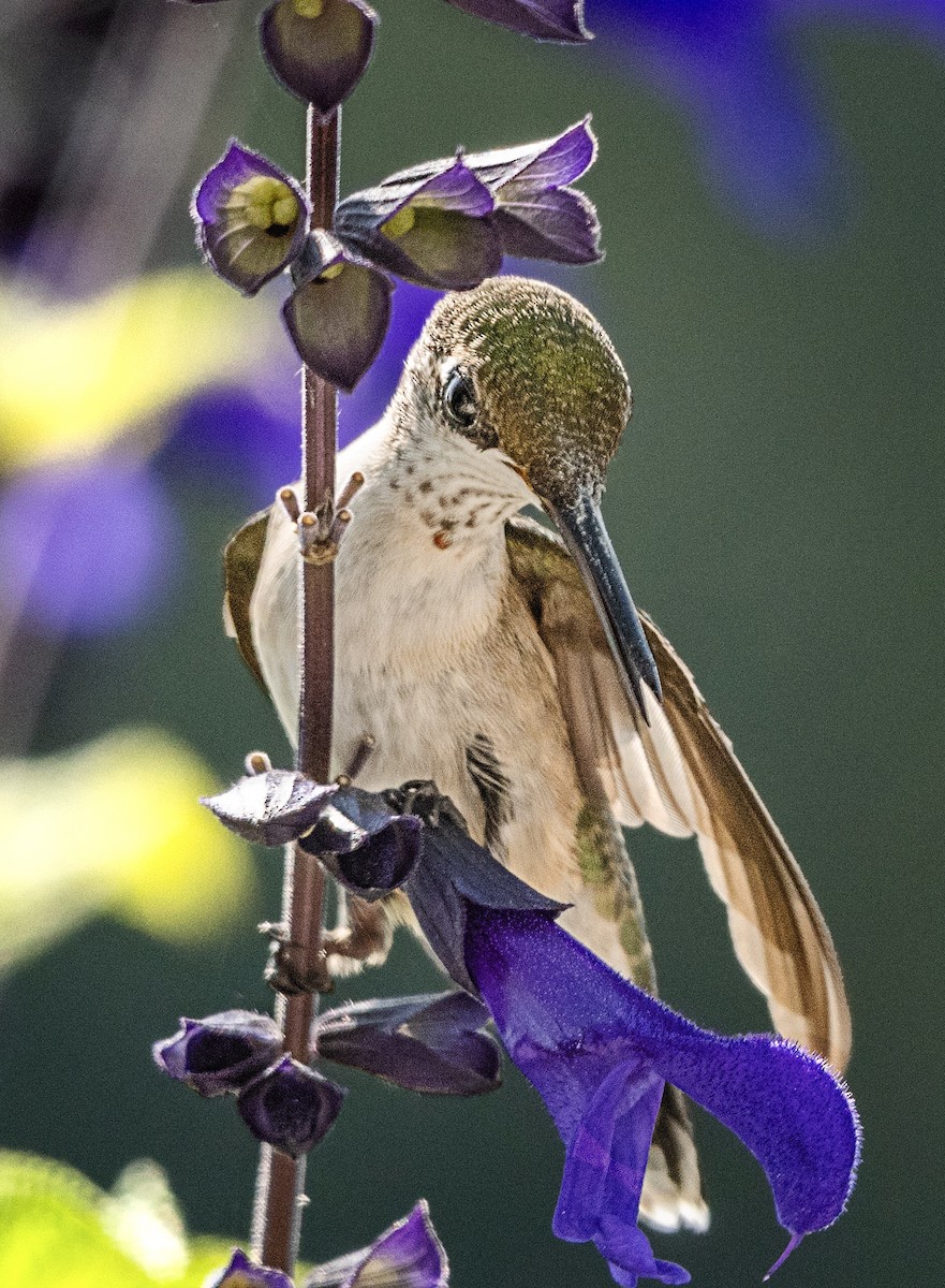 Ruby-throated Hummingbird - ML401110971