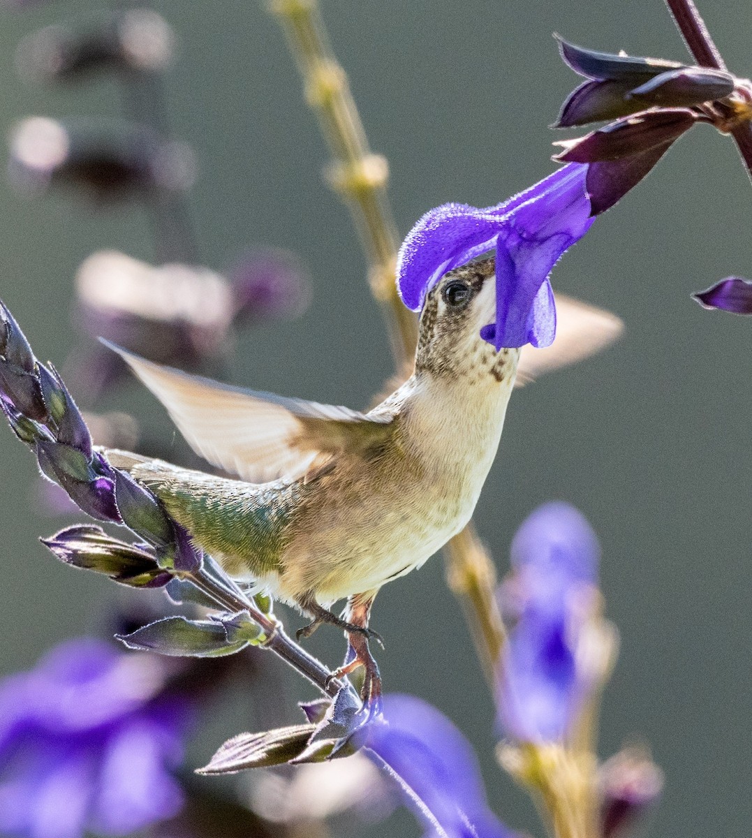 Ruby-throated Hummingbird - ML401110981