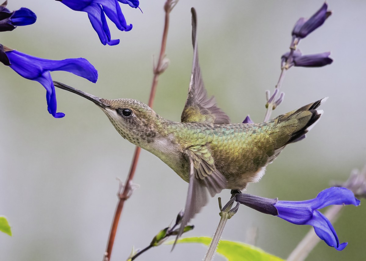 Ruby-throated Hummingbird - ML401111011