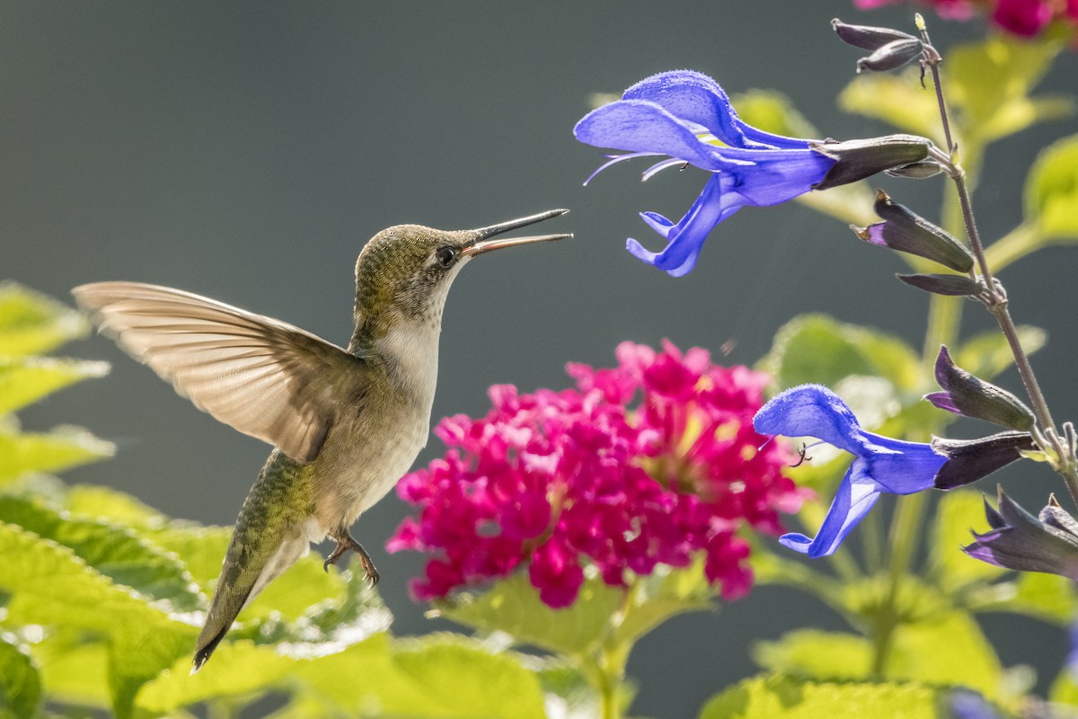 Ruby-throated Hummingbird - ML401111051