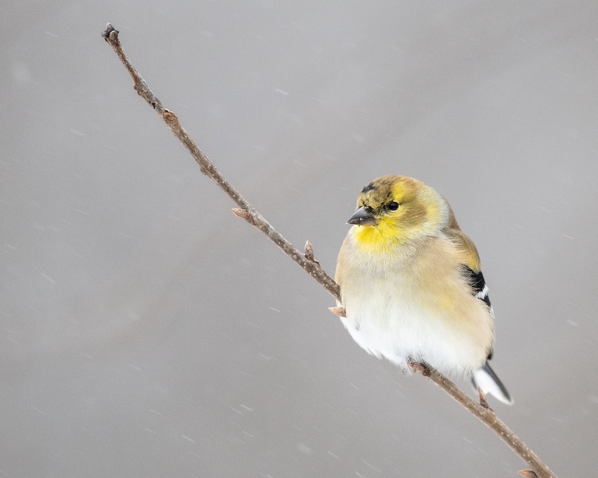 American Goldfinch - ML401111781