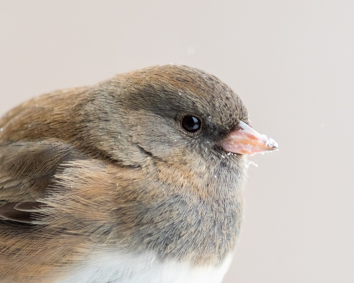 Dark-eyed Junco - Nic Allen