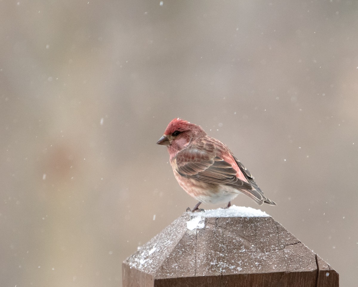 Purple Finch - ML401112301