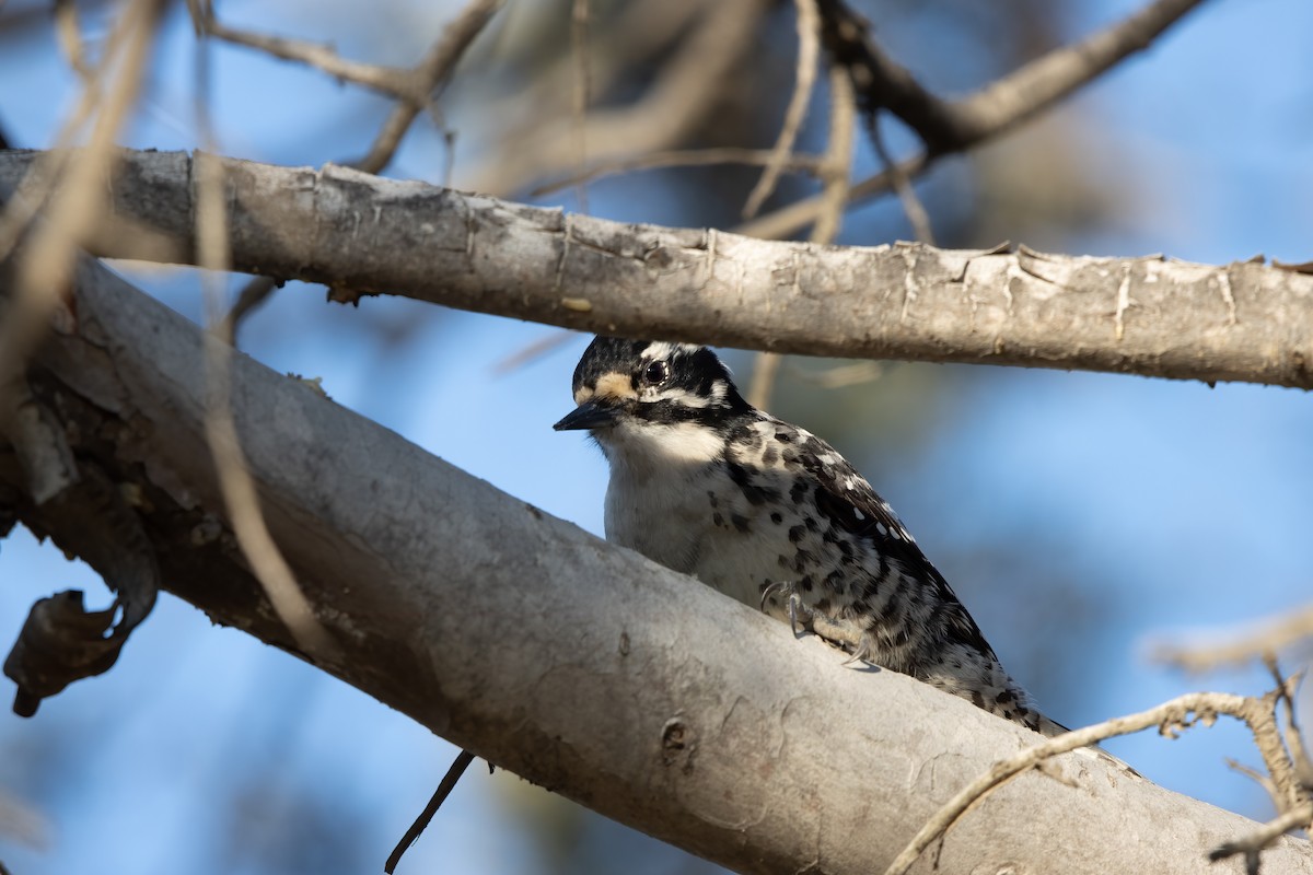 Nuttall's Woodpecker - Kalpesh Krishna