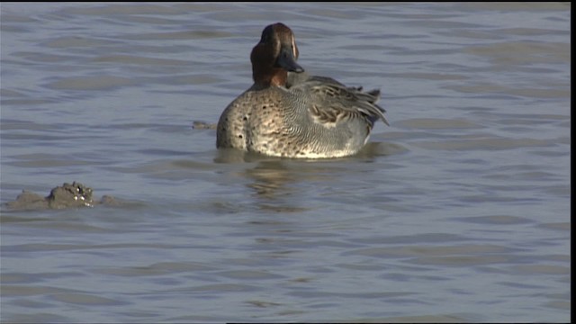 Green-winged Teal (Eurasian) - ML401114