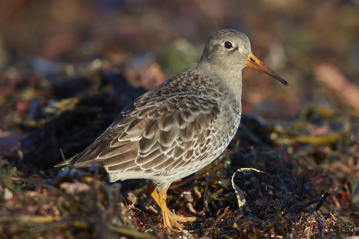 Purple Sandpiper - ML40111431
