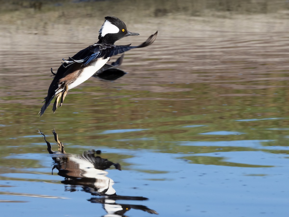 Hooded Merganser - Lynette Spence