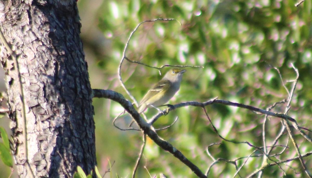 White-eyed Vireo - ML401114791