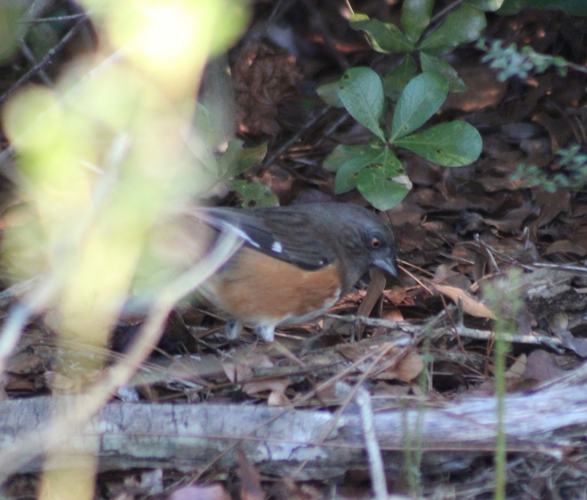 Eastern Towhee - ML401114951