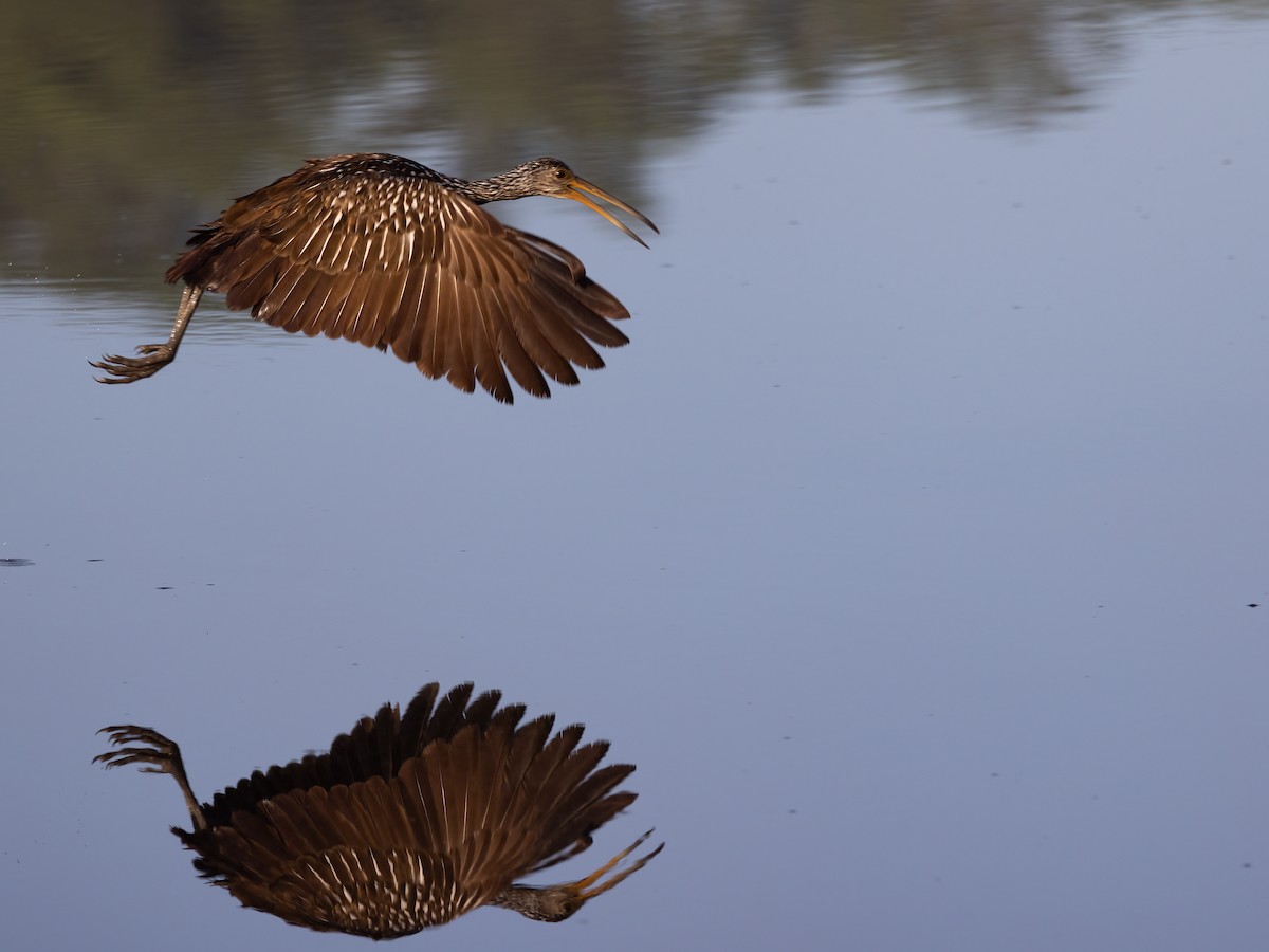 Limpkin - Lynette Spence